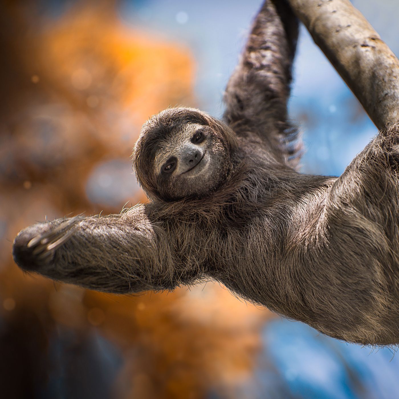 Sloth Encounters Tearing Town of Islip, Long Island, Apart