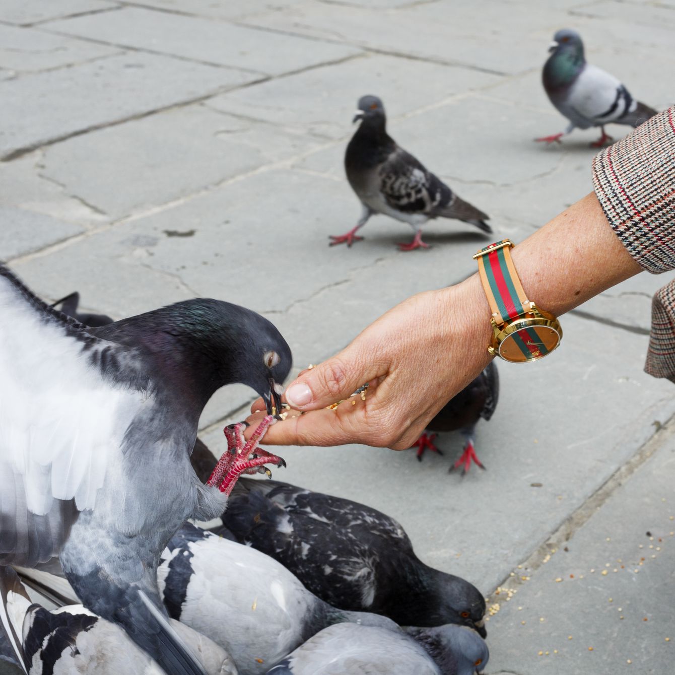 голуби в культуре