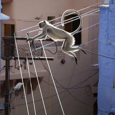 Urban Monkey India - The Streets aren't made for everybody. That's