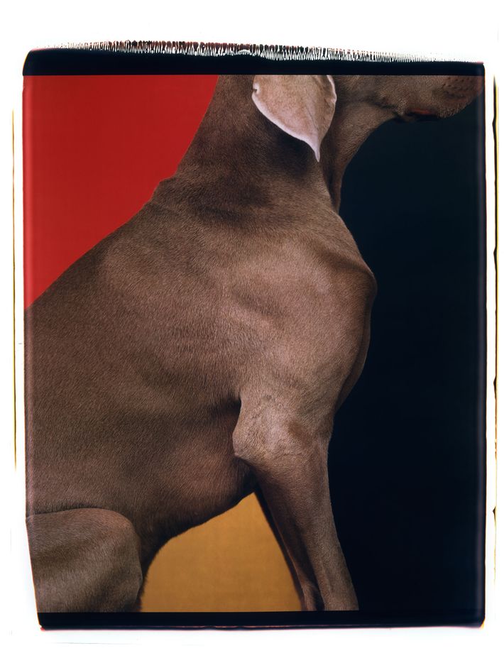 https://pyxis.nymag.com/v1/imgs/efa/5ca/96c9dab68c0633d60cd3e75d0bb8316431-william-wegman-5.w710.jpg