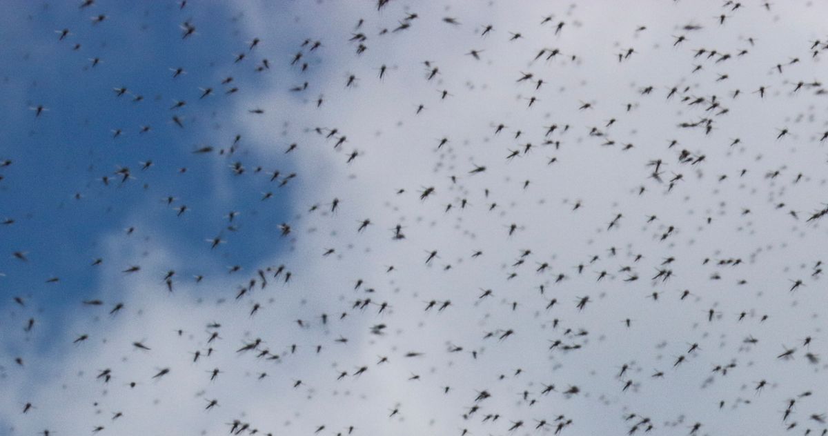 Gnats Are New York’s New ‘It’ Bugs