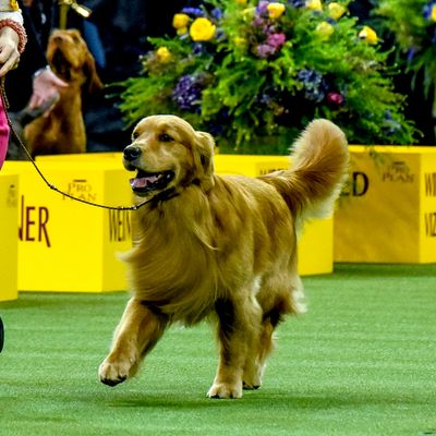 Daniel the Golden Retriever Doing OK After Westminster Loss