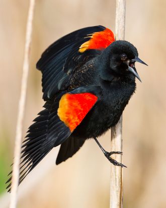 birds that attack people