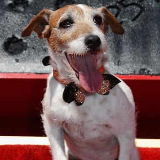Uggie Immortalized With Hand And Footprint Ceremony