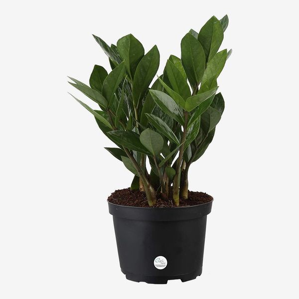 Costa Farms ZZ Plant, 12-Inches Tall in Grower Pot