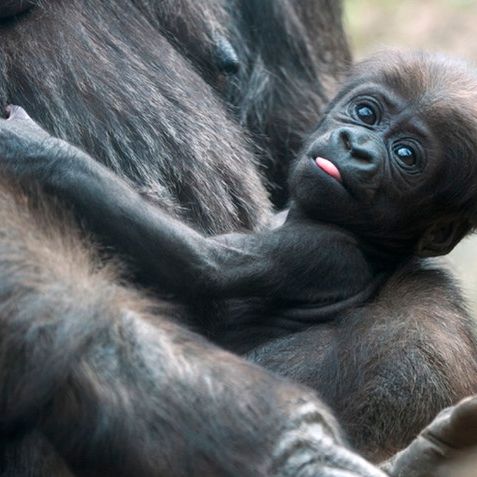 cute baby gorilla pictures