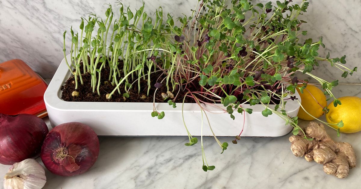 How To Grow Herbs Indoors 2022 The Strategist   Ce29c51c618cc7f0950740b6742e9d25b2 Microgreens.1x.rsocial.w1200 