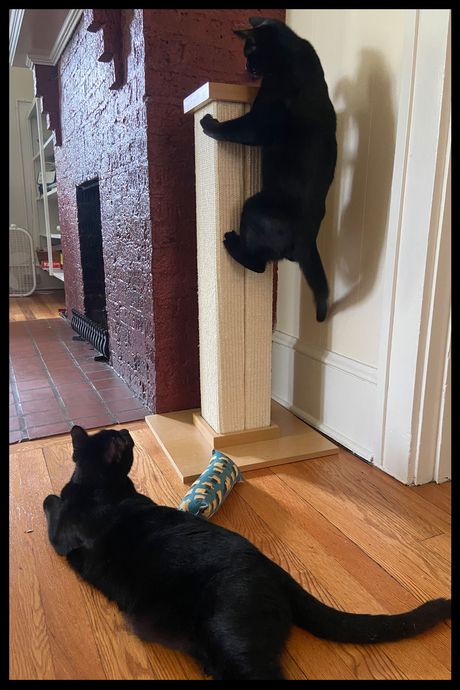 A black cat climbing a beige scratching post, while another black cat sits on the floor.