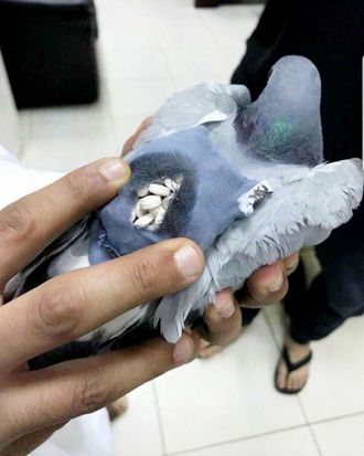 Pigeonsdoingthings @pigeonsDT Police caught pigeon wearing a tiny