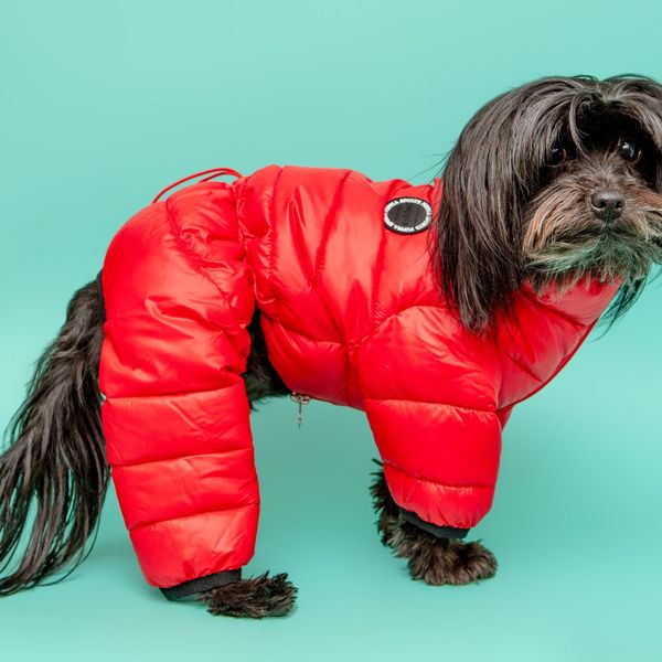 15 Best Dog Jackets and Coats 2021 | The Strategist | New York Magazine