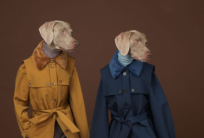 dogs dressed like humans