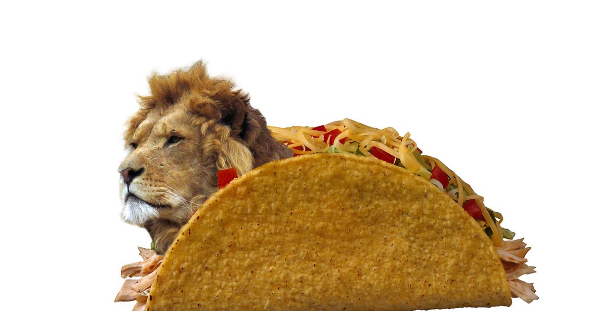 Мясо львов едят. Лев повар.