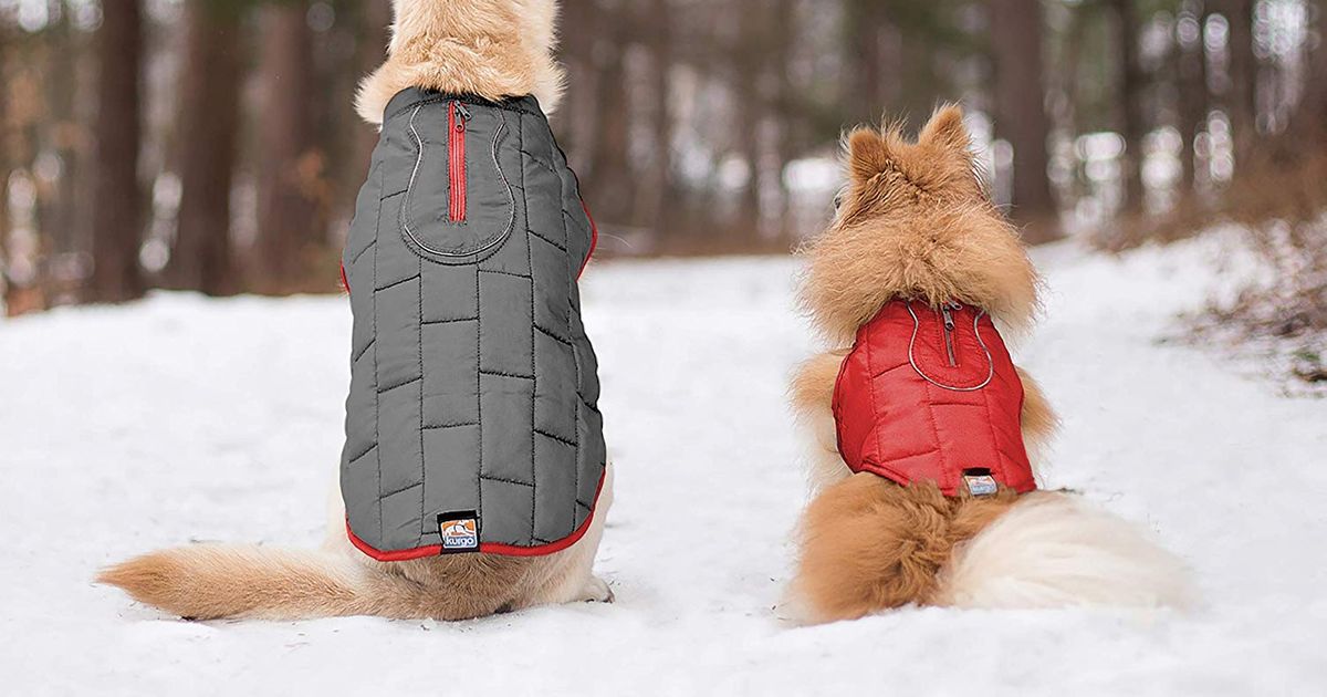 Puppy Jackets For Winter Top Ers, Do Puppies Need A Coat In Winter
