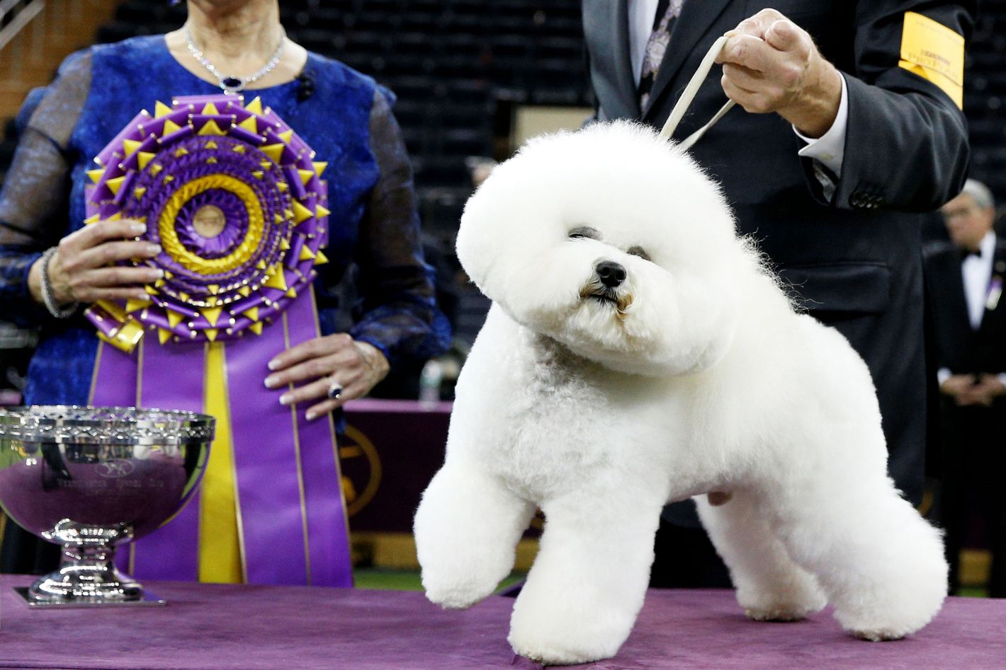 Bichon Frise Named Flynn Wins Westminster Dog Show