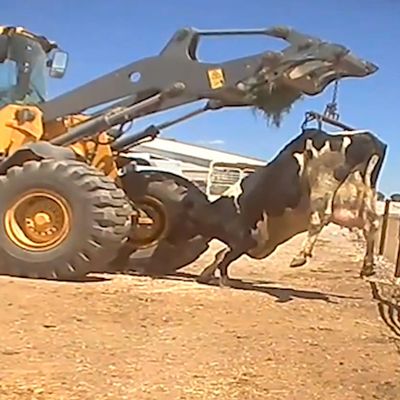 Horrific Animal Cruelty Exposed at Farm for Domino’s and Pizza Hut