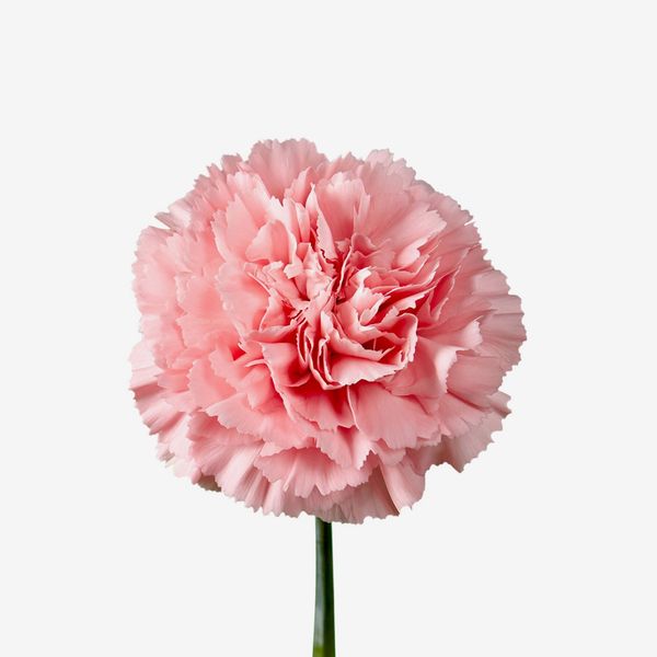 Global Rose Pink Carnations