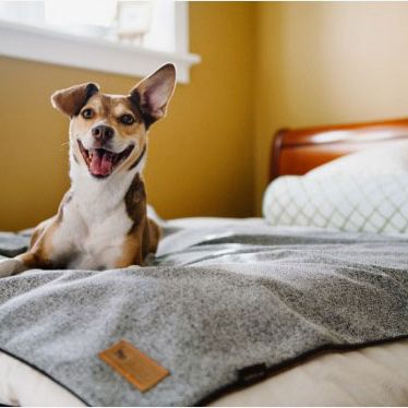 P.L.A.Y. Luxe Throw Dog Twill