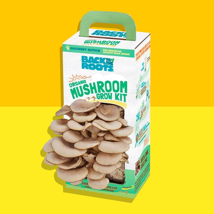 mushroom growing kit