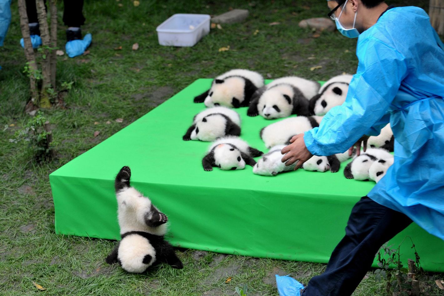 Panda Mid Fall Giant Panda Cubs Newborn