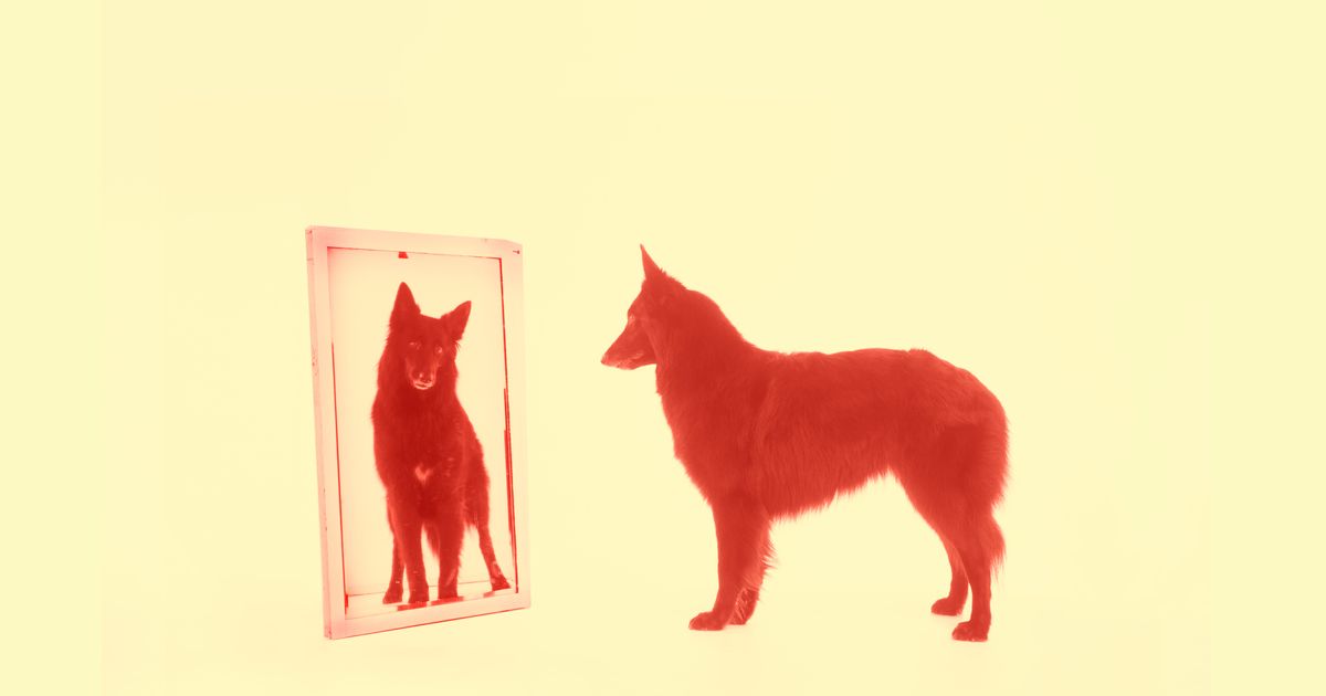 What Does a Dog See in a Mirror? -- Science of Us