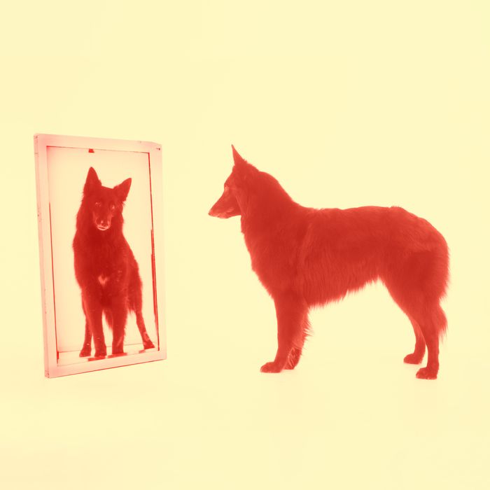why do dogs stare at the mirror