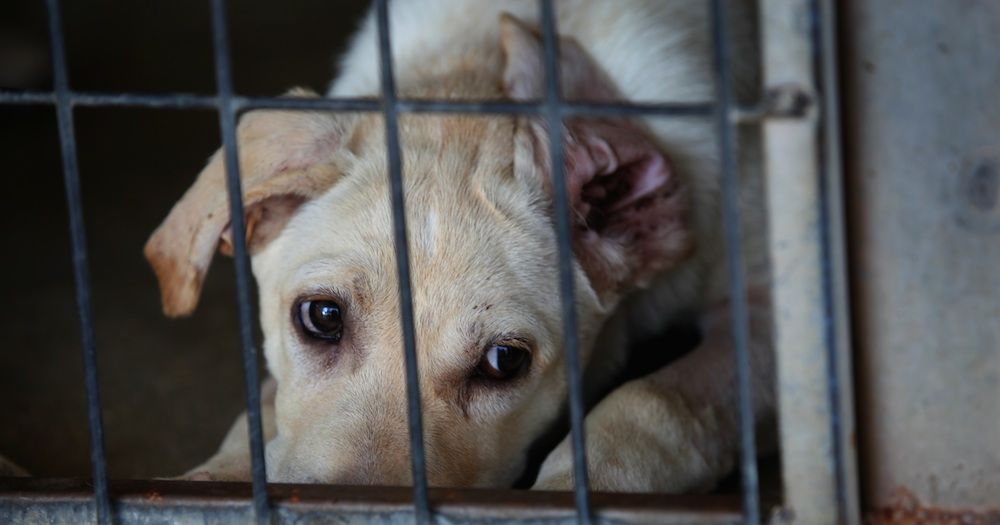 New York City Pet Stores Stocked With Dogs From Puppy Mills