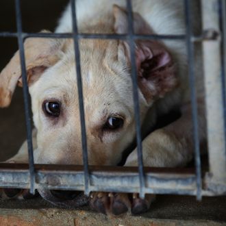 New York City Pet Stores Stocked With Dogs From Puppy Mills