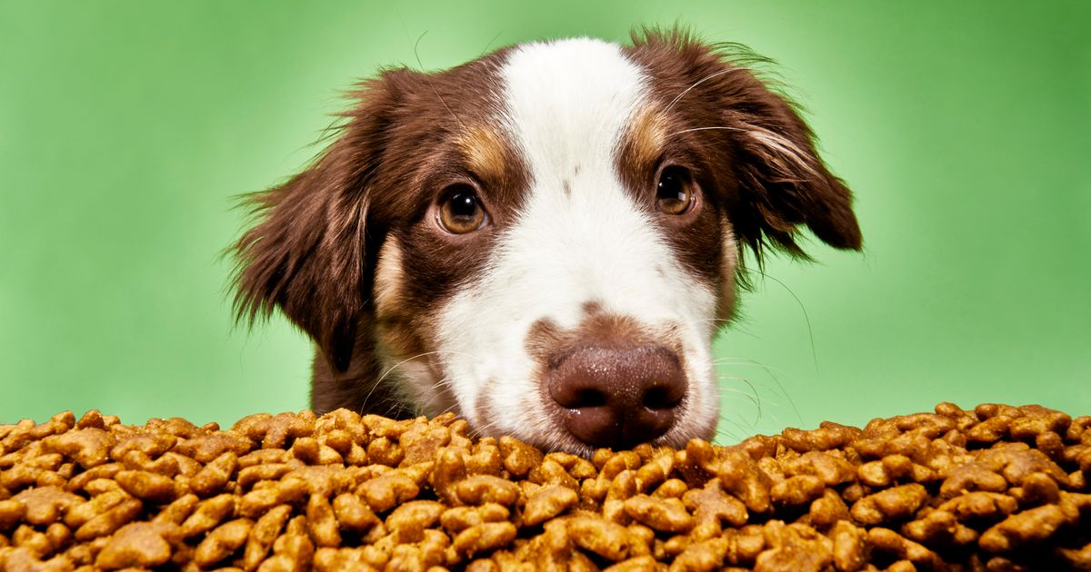 11 Best Dog Foods 2024