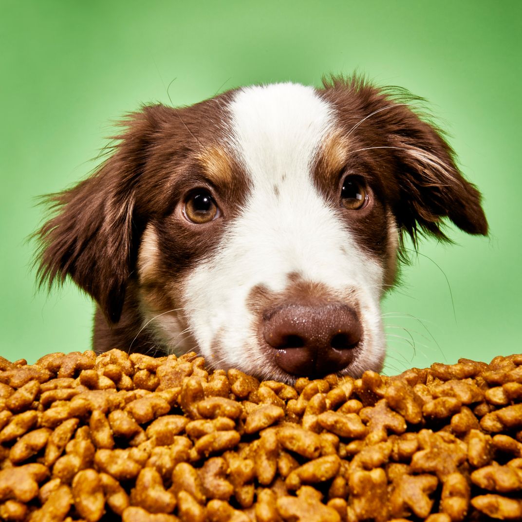 What Is The Best Rated Dry Puppy Food