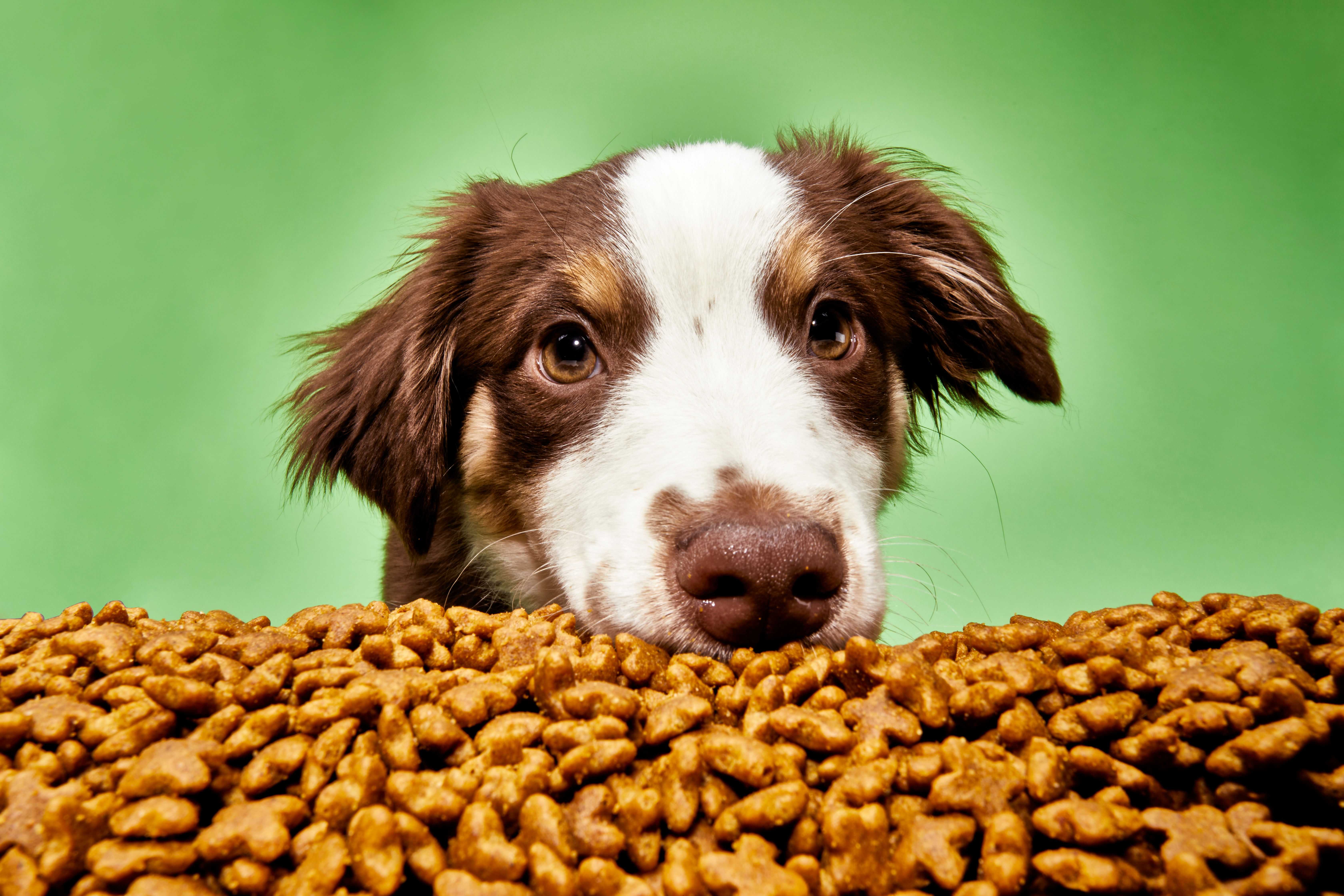 Best Wet Dog Food for Border Collies  