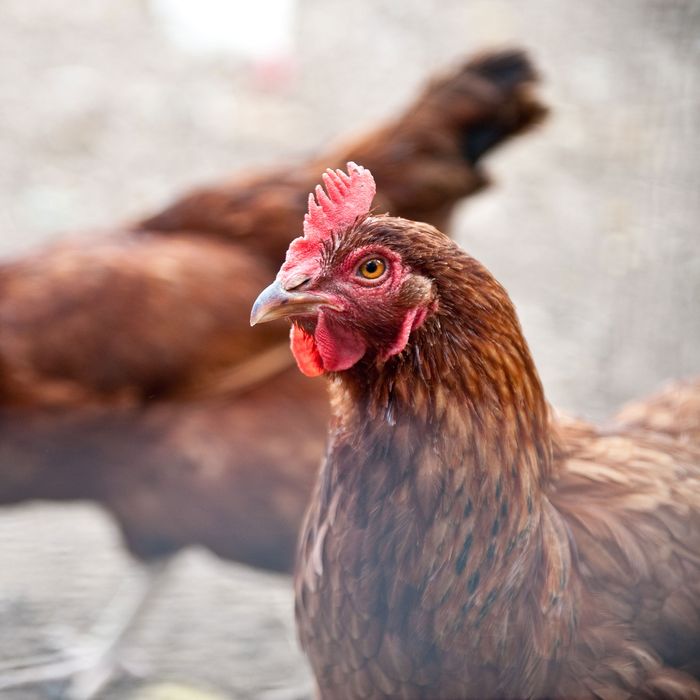 The Chicken Obsession That Defined Animal Research -- Science of Us