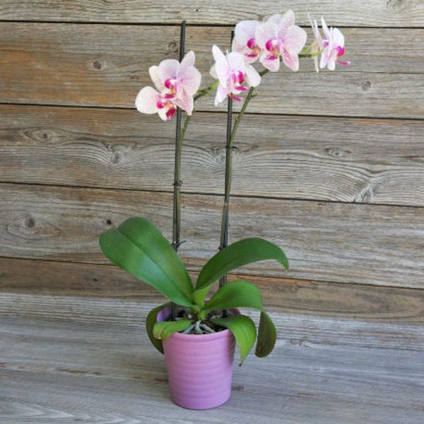 The Bouqs Company Bora Bora Orchid