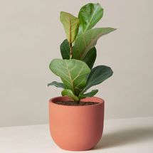 The Sill Small Fiddle Leaf Fig