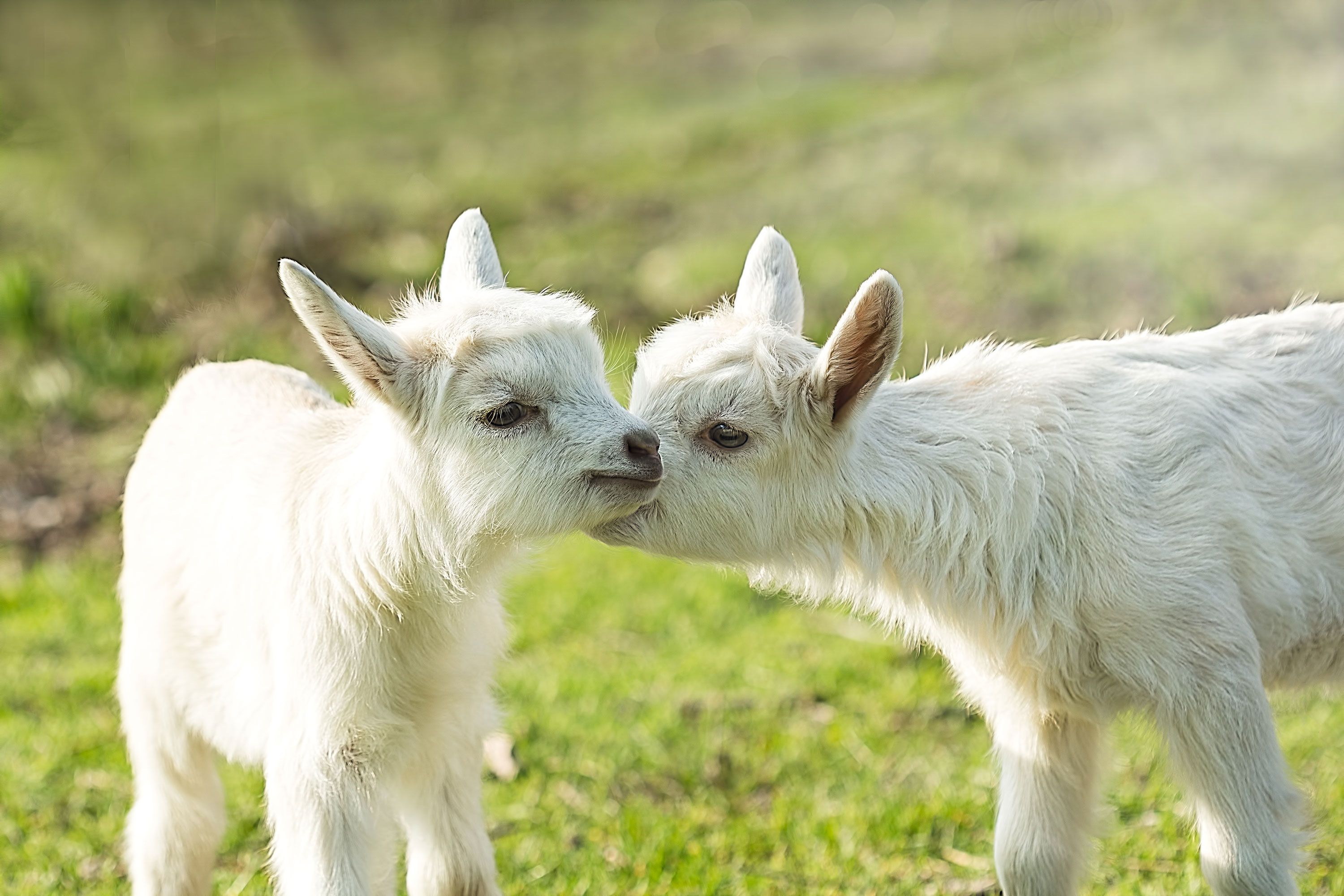 Goats Like It When You Smile at Them, Science Says