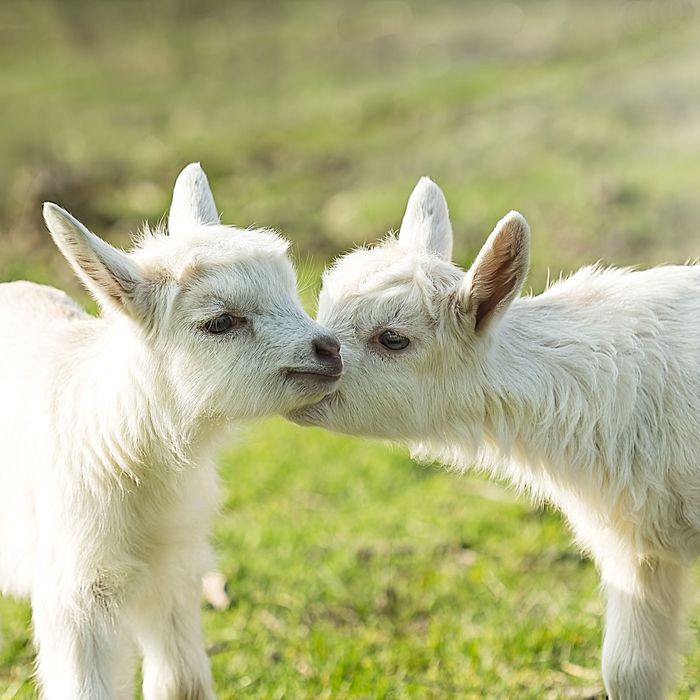 Baby goats.