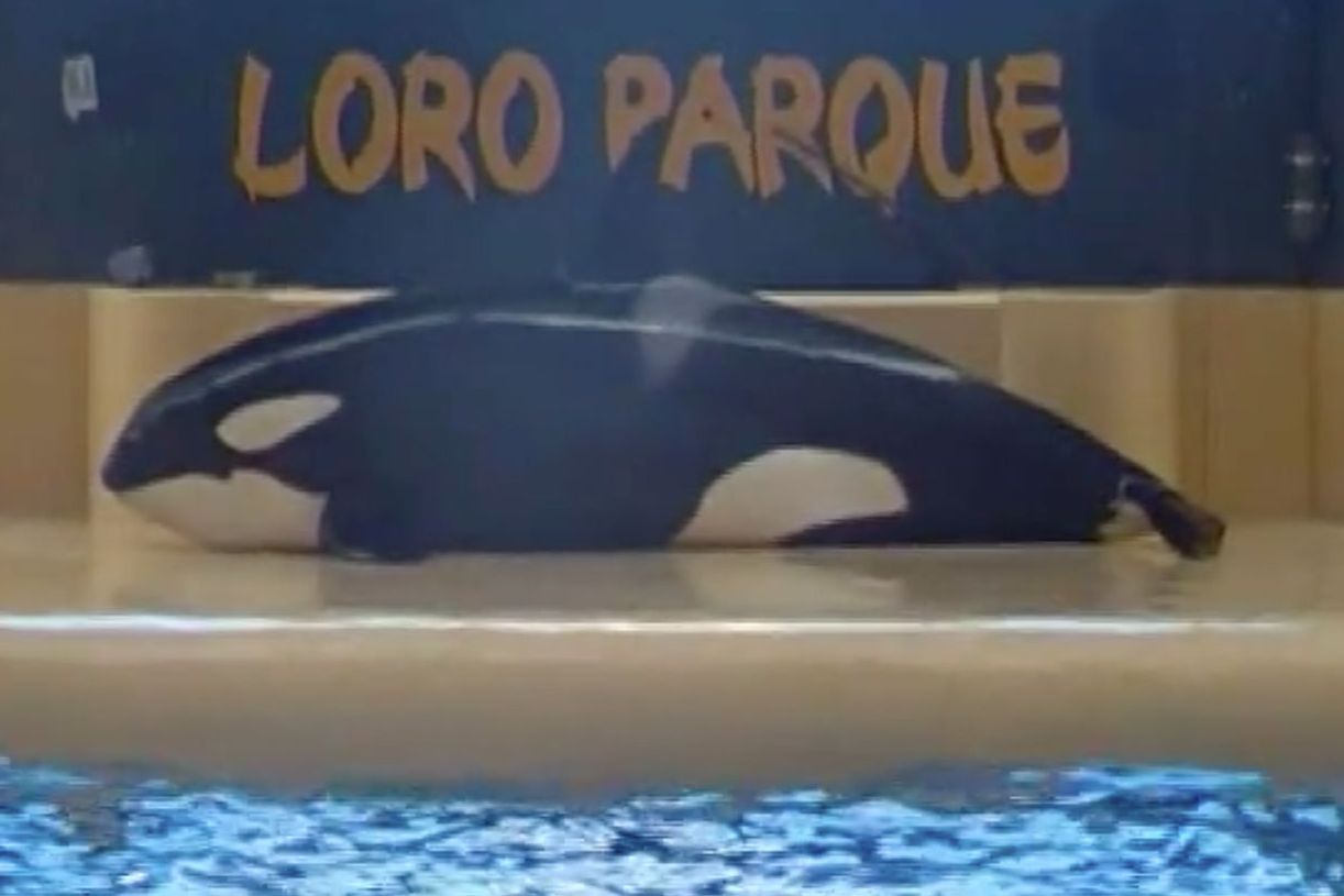Did a SeaWorld Orca Try to Commit Suicide?