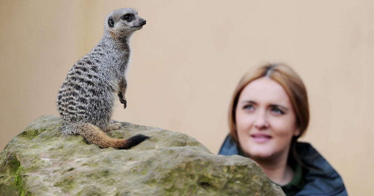 She like animals. Meerkat tunnels in London Zoo.