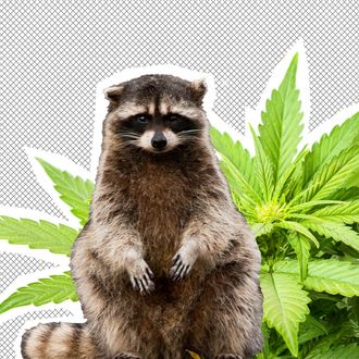 A raccoon and weed.