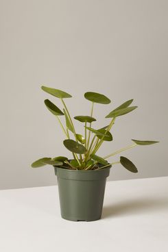 The Sill Pilea Peperomioides with Planter