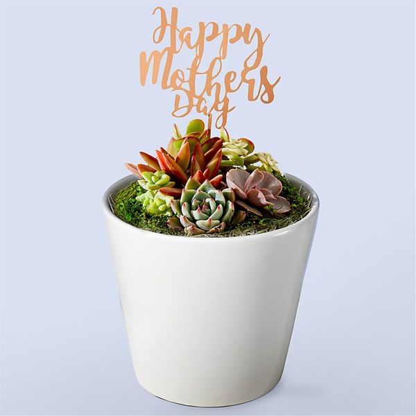 Pro Flowers Feliz Día de la Madre Jardín de Suculentas
