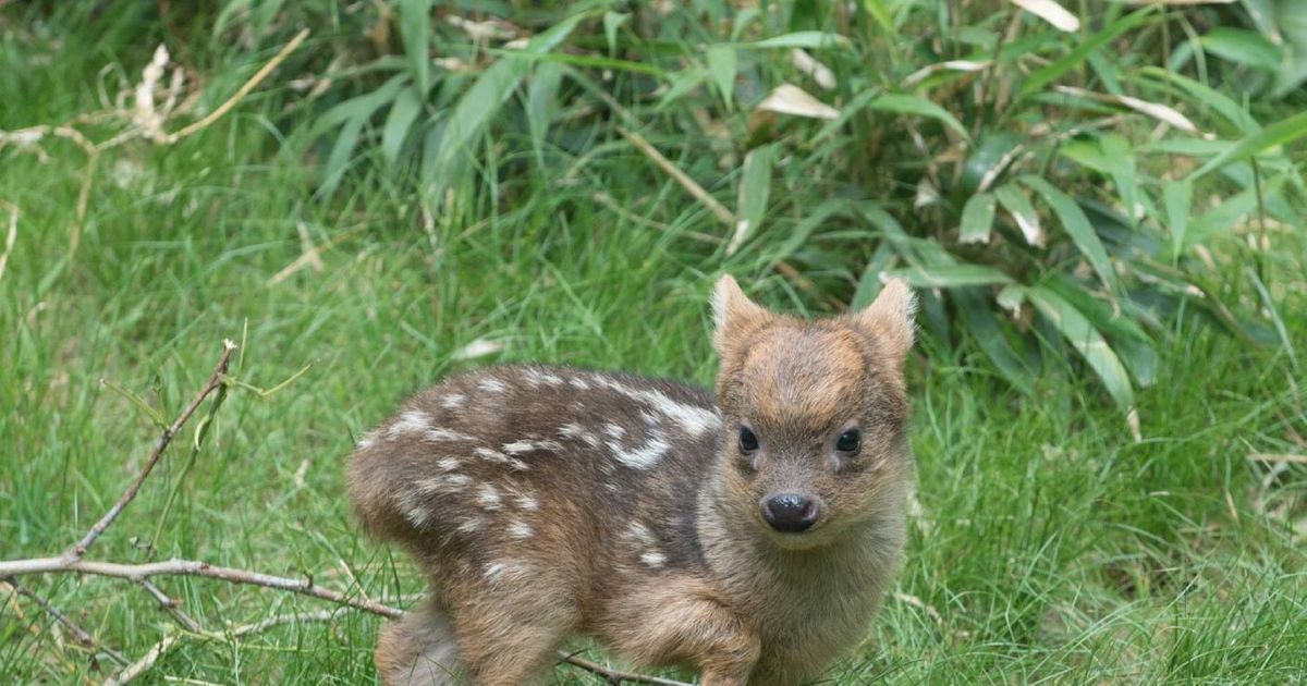 The Definitive Ranking of the Adorable Animals Born at New York’s Zoos