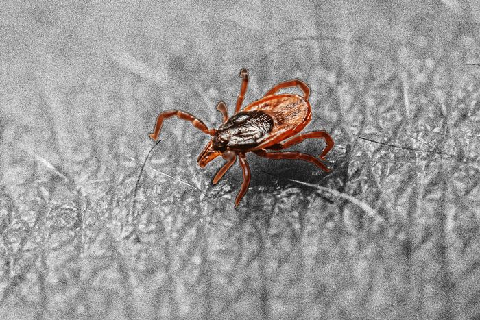 https://nymag.com/intelligencer/article/lyme-disease-symptoms-causes-vaccine-explainer.html