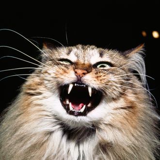Cat with open mouth hissing