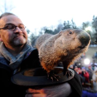 Groundhog handler Ben Hughes watches Punxsutawney Phil after he did not see his shadow predicting an early spring during the 125th annual Groundhog Day festivities on February 2, 2011 in Punxsutawney, Pennsylvania.