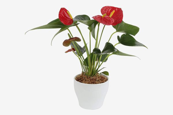 Costa Farms Blooming Anthurium in White Ceramic Planter