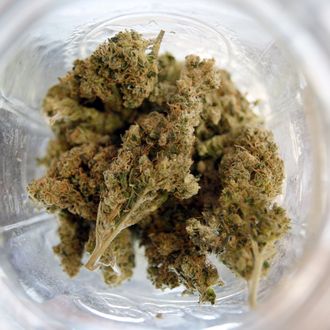 LOS ANGELES, CA - JULY 25: Marijuana is seen in a jar at Perennial Holistic Wellness Center medical marijuana dispensary, which opened in 2006, on July 25, 2012 in Los Angeles, California. The Los Angeles City Council has unanimously voted to ban storefront medical marijuana dispensaries and to order them to close or face legal action. The council also voted to instruct staff to draw up a separate ordinance for consideration in about three months that might allow dispensaries that existed before a 2007 moratorium on new dispensaries to continue to operate. It is estimated that Los Angeles has about one thousand such facilities. The ban does not prevent patients or cooperatives of two or three people to grow their own in small amounts. Californians voted to legalize medical cannabis use in 1996, clashing with federal drug laws. The state Supreme Court is expected to consider ruling on whether cities can regulate and ban dispensaries. (Photo by David McNew/Getty Images)
