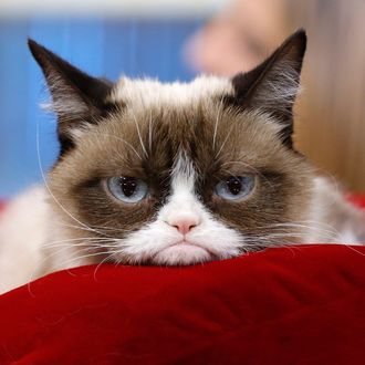 Grumpy Cat made nearly $100 million? Not quite, owner says. 