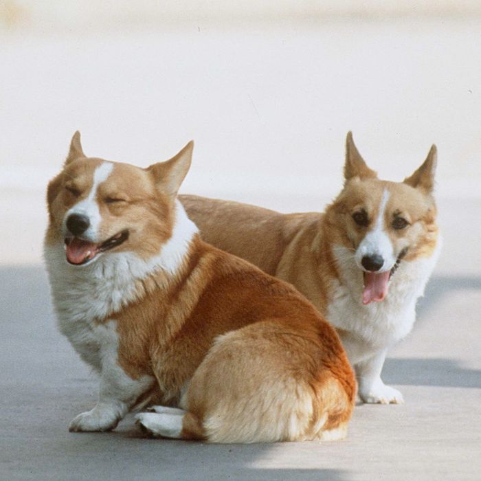 Sarah Ferguson Posts Queens Corgis Proving They Are Alive 