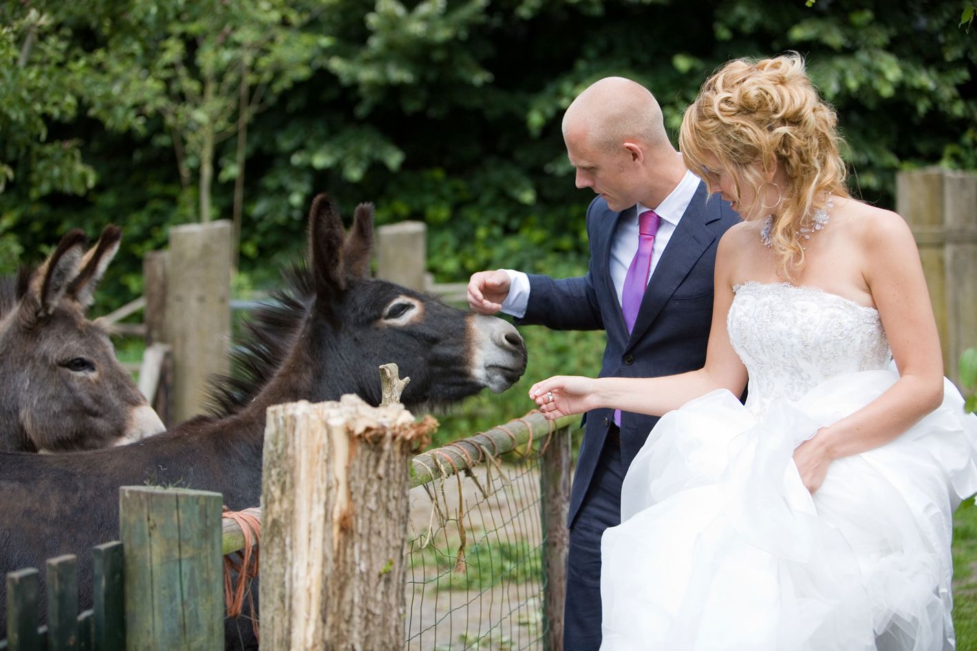 Having a Donkey at Your Wedding Is a Thing Now