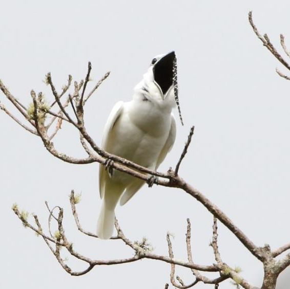 Worlds Loudest Bird Woos Females By Yelling In Their Faces